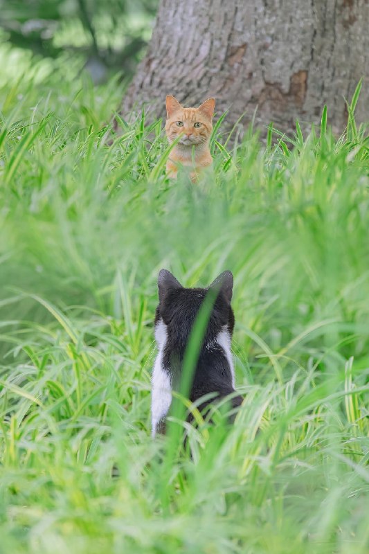 【你镜头下的流浪猫】夏至已至，奉上一组清凉的夏猫壁纸 sourcefrom 豆瓣精选 via K.K. 🇺🇦 ｜INFP｜24岁事学生【你镜头下的流浪猫】夏至已至，奉上一组清凉的夏猫壁纸 sourcefrom 豆瓣精选 via K.K. 🇺🇦 ｜INFP｜24岁事学生