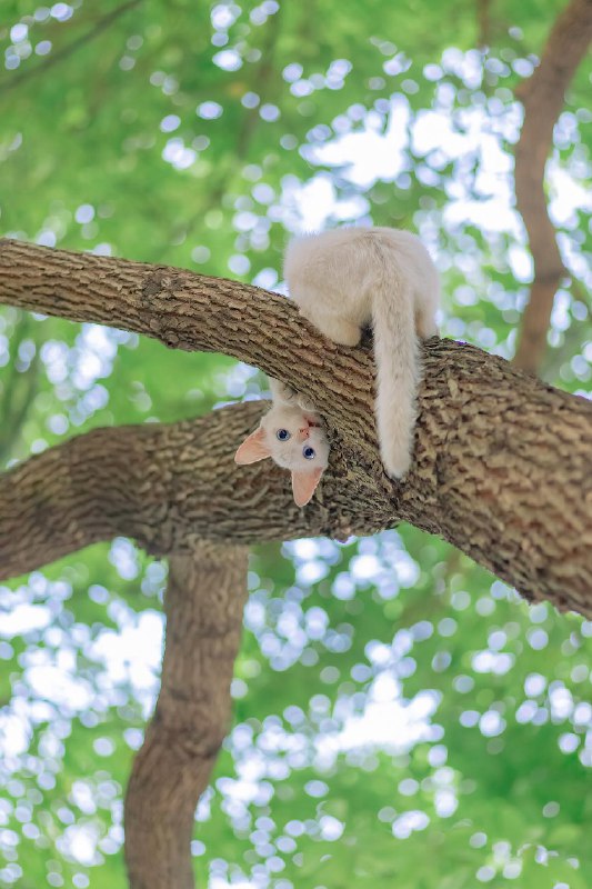 【你镜头下的流浪猫】夏至已至，奉上一组清凉的夏猫壁纸 sourcefrom 豆瓣精选 via K.K. 🇺🇦 ｜INFP｜24岁事学生【你镜头下的流浪猫】夏至已至，奉上一组清凉的夏猫壁纸 sourcefrom 豆瓣精选 via K.K. 🇺🇦 ｜INFP｜24岁事学生