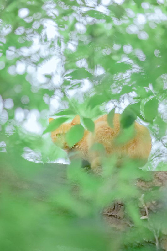 【你镜头下的流浪猫】夏至已至，奉上一组清凉的夏猫壁纸 sourcefrom 豆瓣精选 via K.K. 🇺🇦 ｜INFP｜24岁事学生【你镜头下的流浪猫】夏至已至，奉上一组清凉的夏猫壁纸 sourcefrom 豆瓣精选 via K.K. 🇺🇦 ｜INFP｜24岁事学生