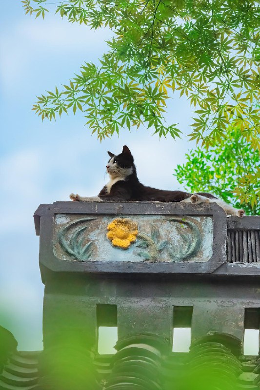 【你镜头下的流浪猫】夏至已至，奉上一组清凉的夏猫壁纸 sourcefrom 豆瓣精选 via K.K. 🇺🇦 ｜INFP｜24岁事学生【你镜头下的流浪猫】夏至已至，奉上一组清凉的夏猫壁纸 sourcefrom 豆瓣精选 via K.K. 🇺🇦 ｜INFP｜24岁事学生