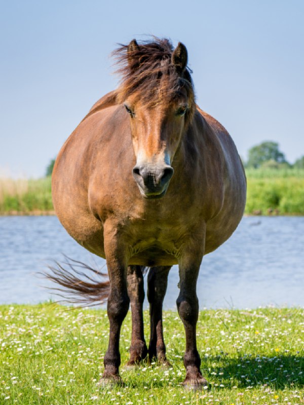 怀孕母马的腰围The Girth of a Pregnant Mare