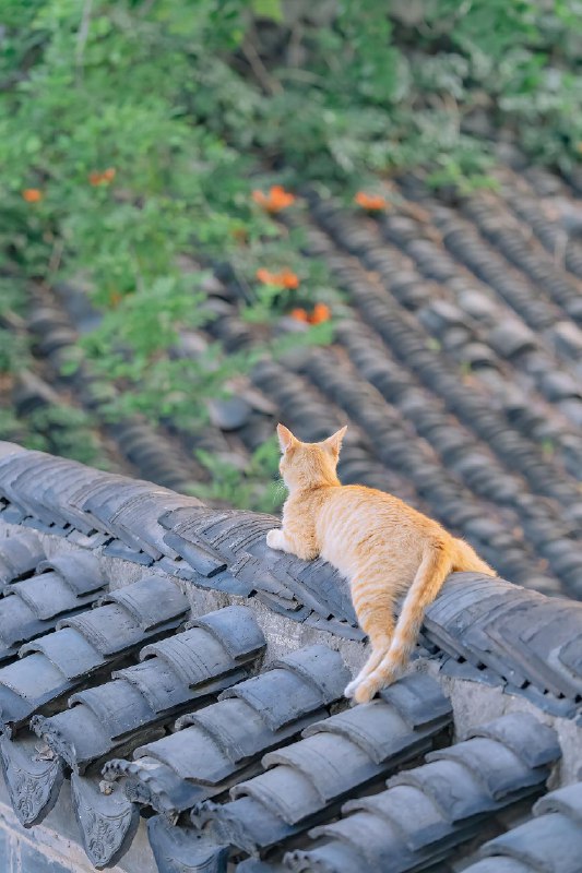【你镜头下的流浪猫】夏至已至，奉上一组清凉的夏猫壁纸 sourcefrom 豆瓣精选 via K.K. 🇺🇦 ｜INFP｜24岁事学生【你镜头下的流浪猫】夏至已至，奉上一组清凉的夏猫壁纸 sourcefrom 豆瓣精选 via K.K. 🇺🇦 ｜INFP｜24岁事学生