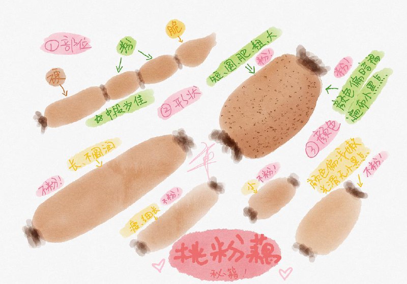 【逛菜市场】感觉大家都对如何挑粉藕很感兴趣，就画了这个图！我在菜场、网上，都买过藕，不喜欢脆藕，只喜欢排骨炖粉藕