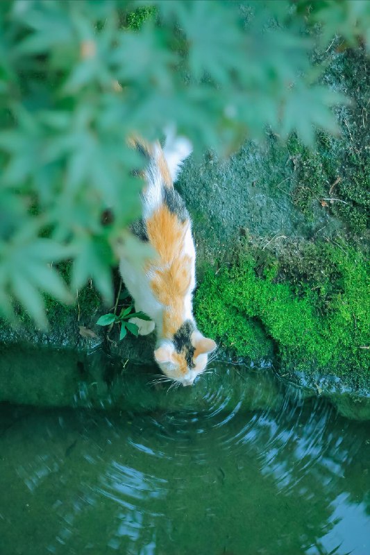 【你镜头下的流浪猫】夏至已至，奉上一组清凉的夏猫壁纸 sourcefrom 豆瓣精选 via K.K. 🇺🇦 ｜INFP｜24岁事学生【你镜头下的流浪猫】夏至已至，奉上一组清凉的夏猫壁纸 sourcefrom 豆瓣精选 via K.K. 🇺🇦 ｜INFP｜24岁事学生