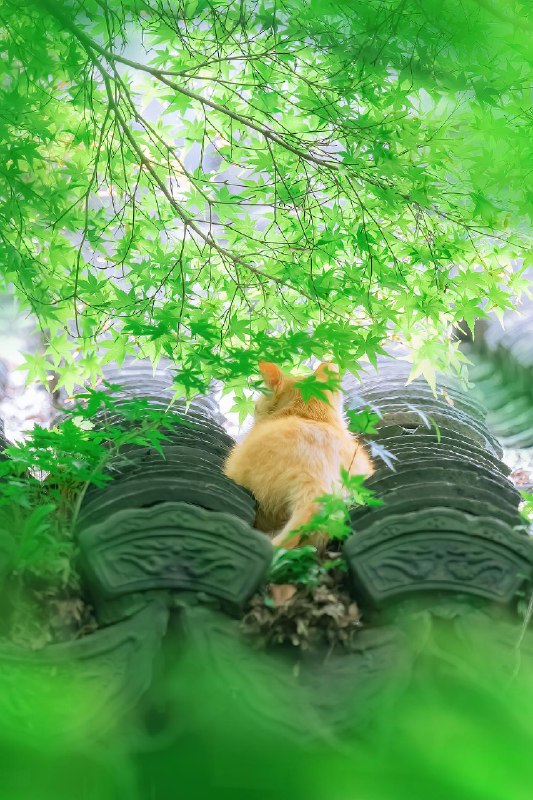 【你镜头下的流浪猫】夏至已至，奉上一组清凉的夏猫壁纸 sourcefrom 豆瓣精选 via K.K. 🇺🇦 ｜INFP｜24岁事学生【你镜头下的流浪猫】夏至已至，奉上一组清凉的夏猫壁纸 sourcefrom 豆瓣精选 via K.K. 🇺🇦 ｜INFP｜24岁事学生