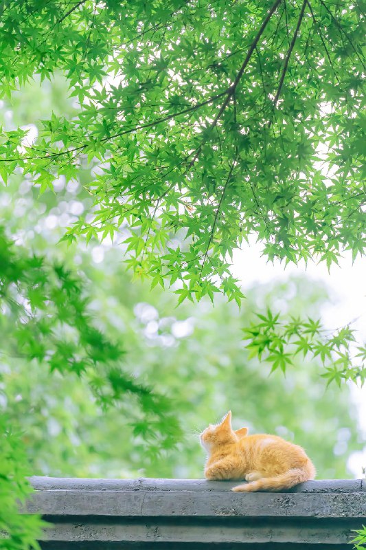 【你镜头下的流浪猫】夏至已至，奉上一组清凉的夏猫壁纸 sourcefrom 豆瓣精选 via K.K. 🇺🇦 ｜INFP｜24岁事学生【你镜头下的流浪猫】夏至已至，奉上一组清凉的夏猫壁纸 sourcefrom 豆瓣精选 via K.K. 🇺🇦 ｜INFP｜24岁事学生