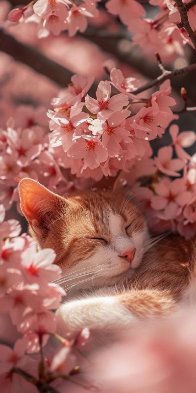 🥰当壁纸好看via 拾玖の の