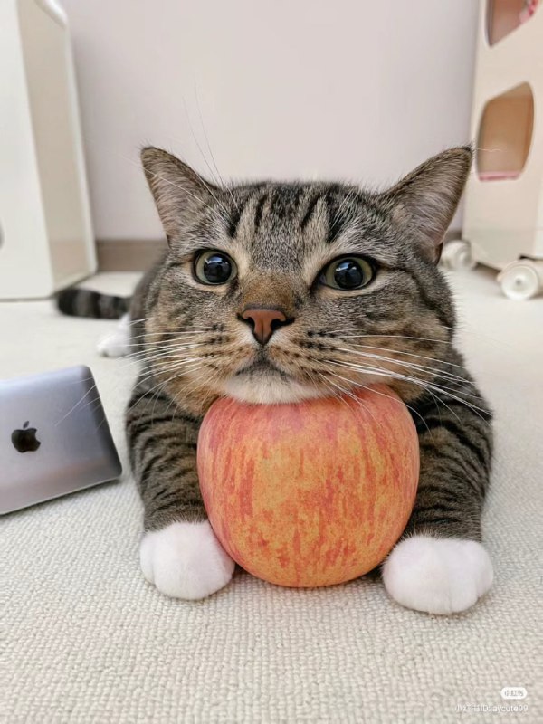 from 猫猫窝🐈🐈‍⬛️