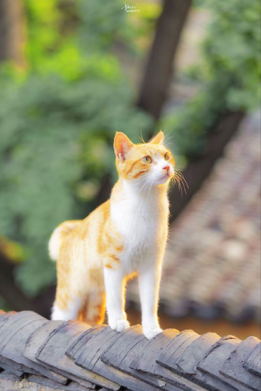 via 匿名via 匿名